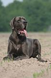 DOGUE ALLEMAND 588